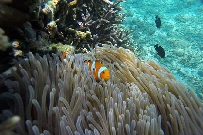 Bali Best Snorkeling at Blue Lagoon - Starting at Padangbai’s D’Steel Coffee Kitchen