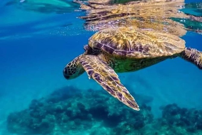 Bali Best Snorkeling at Blue Lagoon - Tanjung Jepun adds a second chance at good conditions