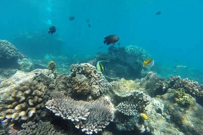 Bali Best Snorkeling at Blue Lagoon - What the guide and boat service add