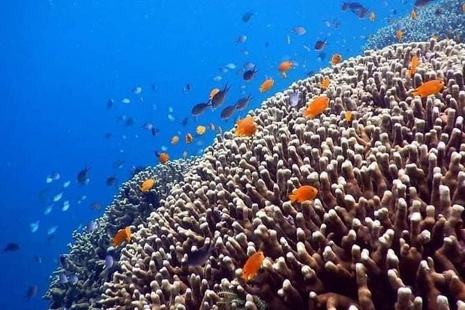 Bali Best Snorkeling at Blue Lagoon - How the short schedule works