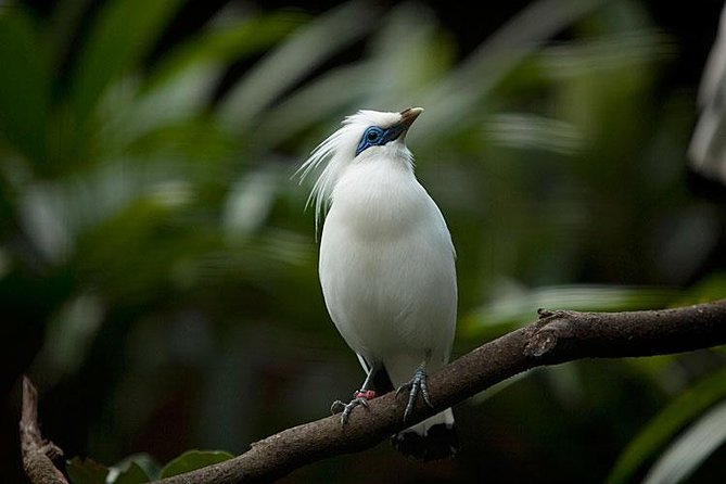 Bali Bird Park Admission Ticket with Hotel Transfer - Is $38 a fair price?