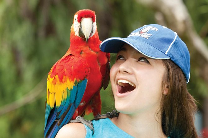Bali Bird Park Admission Ticket - The 10:30 a.m. and 4 p.m. free-flight shows