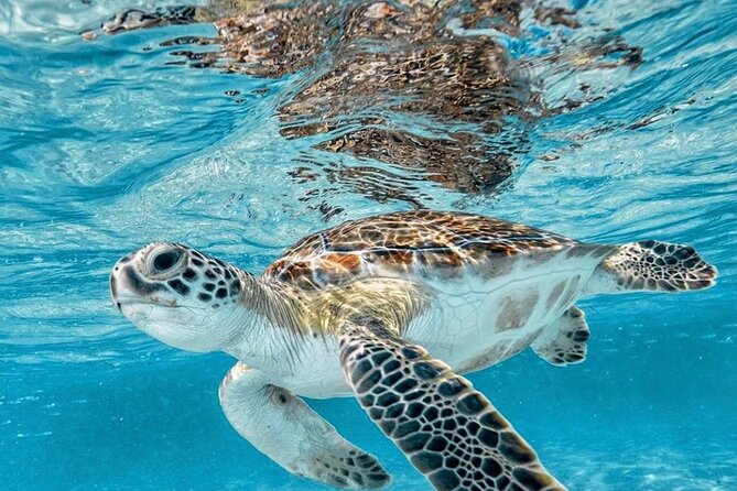 Bali Blue Lagoon Snorkeling with Optional Tour & Activities - Kanto Lampo and Tegenungan waterfalls