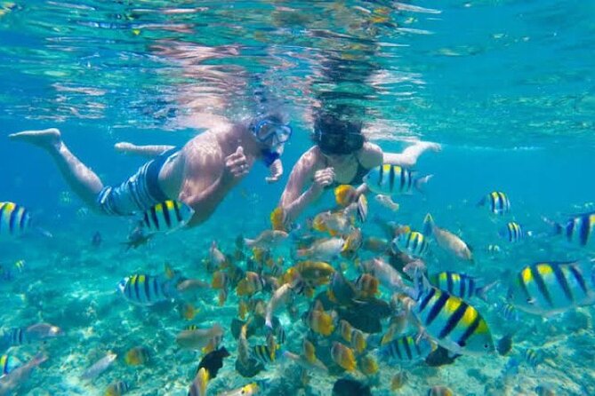 Bali Blue Lagoon Snorkeling with Private Transfer & Lunch - Tanjung Jepun and the second reef