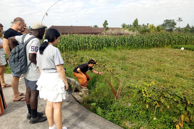 Bali Cooking Class and Ubud Sightseeing Tour - Is $46.80 Good Value for Eight Hours?