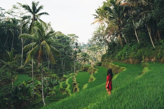 Bali day trip : Batur Sunrise Hike and Hot Spring All inclusive - Coffee, Ubud, and the Return Journey