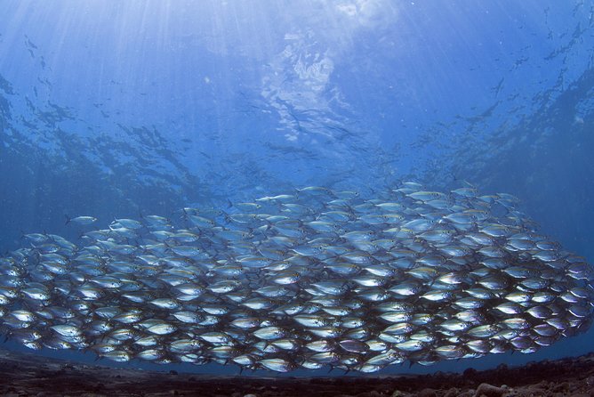 Bali Diving Day Trip-Manta Point/Tulamben Shipwreck-Fun Dive - Is $95 good value?