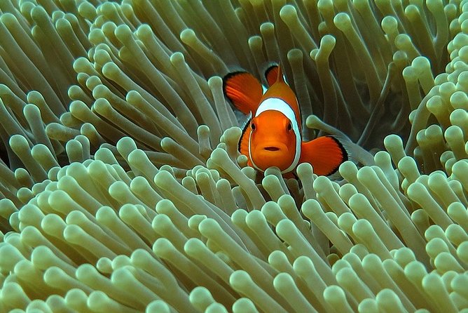 Bali Diving for Beginners: Tulamben Liberty Wreck - Key things to know before you book