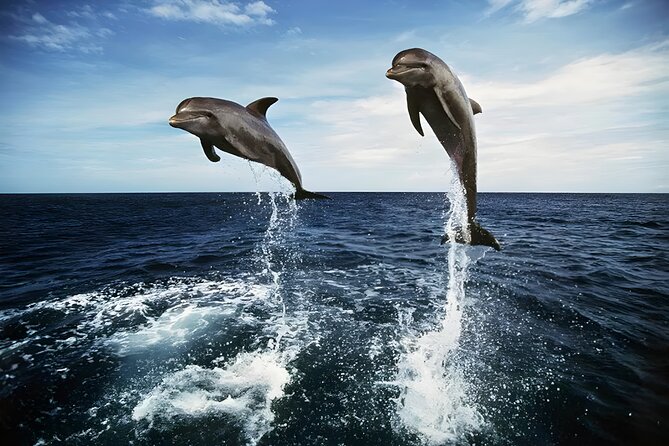 Bali Dolphin Watching Sunrise Tour in Lovina Beach - Gitgit Waterfall adds a change of pace