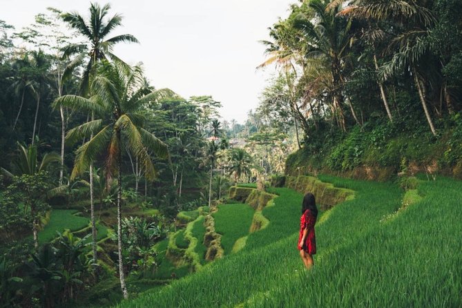 Bali Highlights : Nature, Waterfall, Rice Terraces and Volcano - Five things to know before booking