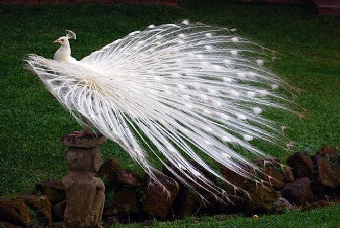 Bali Highlights : Nature, Waterfall, Rice Terraces and Volcano - Tegalalang shows Bali’s famous rice terraces