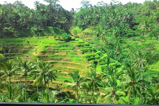 Bali Hindu temple, Rice terrace, Waterfall -All Inclusive - Transport, timing, and the port pickup