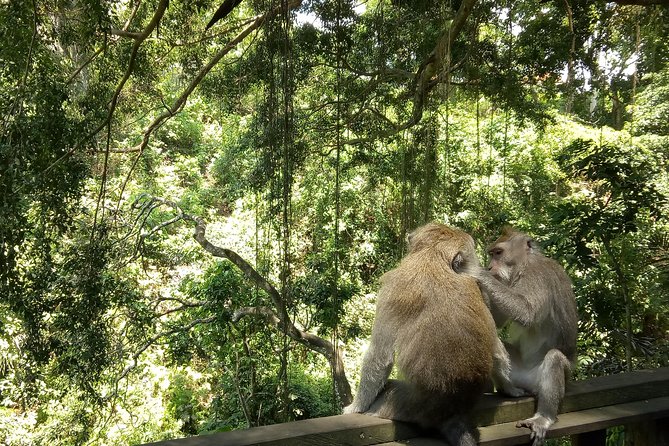 Bali Holy Bathing Ritual and Ubud Highlights tour - Tegalalang Rice Terrace and the famous valley views