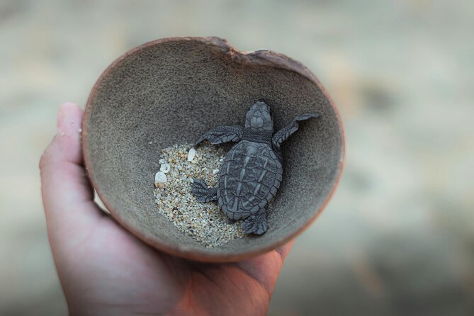 Bali Horse Riding and Turtle Release at Saba Beach - Horseback riding along Saba Beach’s black sand