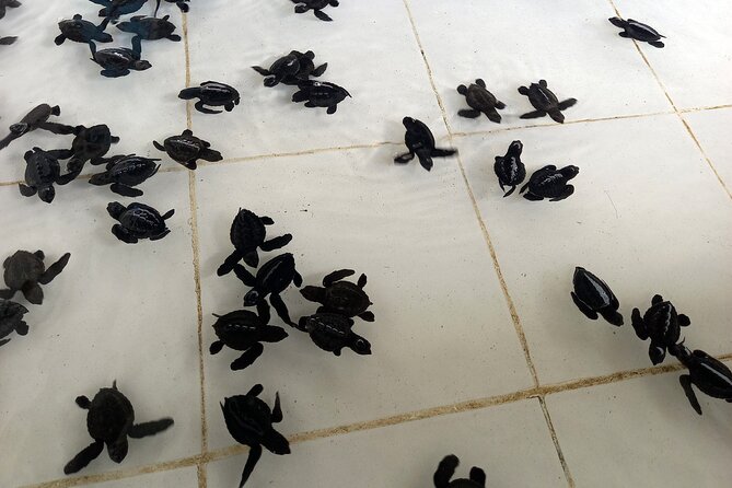 Bali Horse Riding and Turtle Release at Saba Beach - Tegenungan Waterfall for a cooler final stop