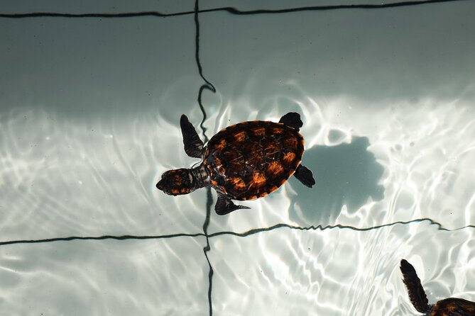 Bali Horse Riding and Turtle Release at Saba Beach - Saba Asri Turtles Conservation: the heart of the outing