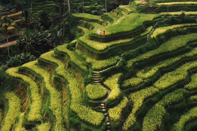 Bali Instagram Tour - All Inclusive - Tegalalang Rice Terrace at the End of the Route