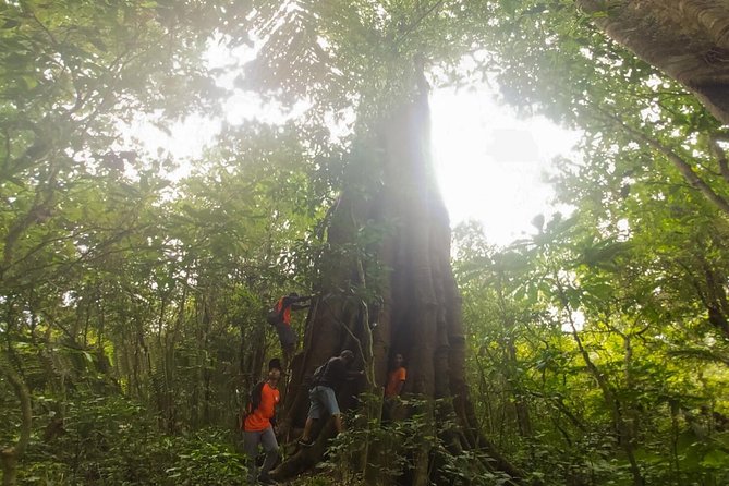 Bali Jungle Trekking and Lake Canoeing Tour - Banyumala Twin Waterfalls and a cold-water finish