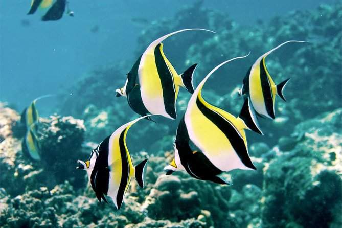 Bali Menjangan Island Snorkeling Day Tour - Why Menjangan Island Takes All Day