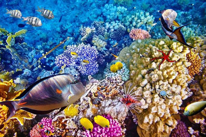 Bali Menjangan Island Snorkeling Day Tour - The 5:30 am Pickup From Ubud or Kuta
