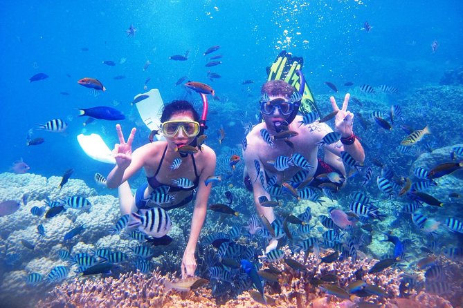 Bali Menjangan Island Snorkeling Day Tour - Stop Three: Snorkeling Among Coral Gardens and Sea Fans