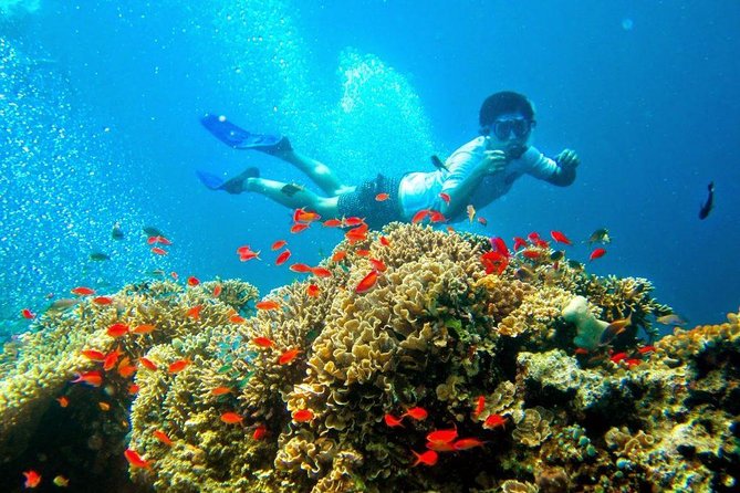 Bali Menjangan Island Snorkeling Day Tour - Is $132 a Fair Price?