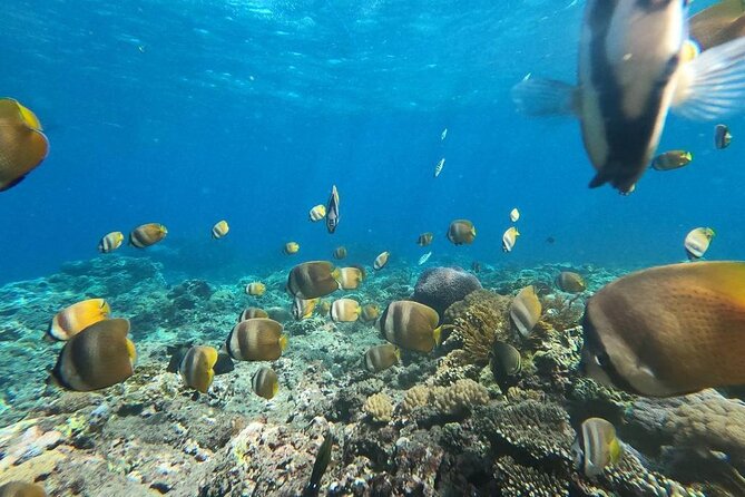 Bali Nusa Penida and Private Snorkeling (Manta Bay, Gamat, Wall) - Why this tour works for a one-day Nusa Penida visit