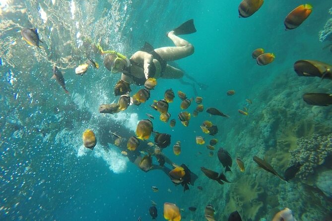 Bali Nusa Penida and Private Snorkeling (Manta Bay, Gamat, Wall) - Gamat Bay: coral, fish, and current