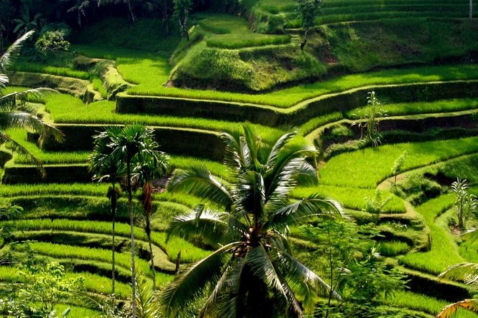 Bali Private Car Charter with English Speaking Driver - The Driver Can Make or Break the Day
