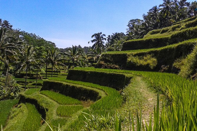 Bali Private Car Charter with English Speaking Driver - Choosing an Ubud day with waterfalls and temples