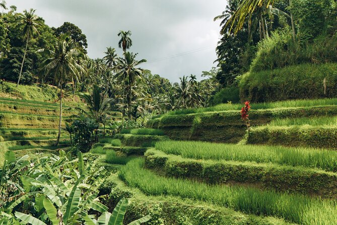 Bali Private Car Full Day Customized Tour With Drone Service - Rice terraces, swings, and mountain views