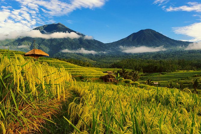 Bali Private Driver - Bali customized private tour - Key details that matter before booking