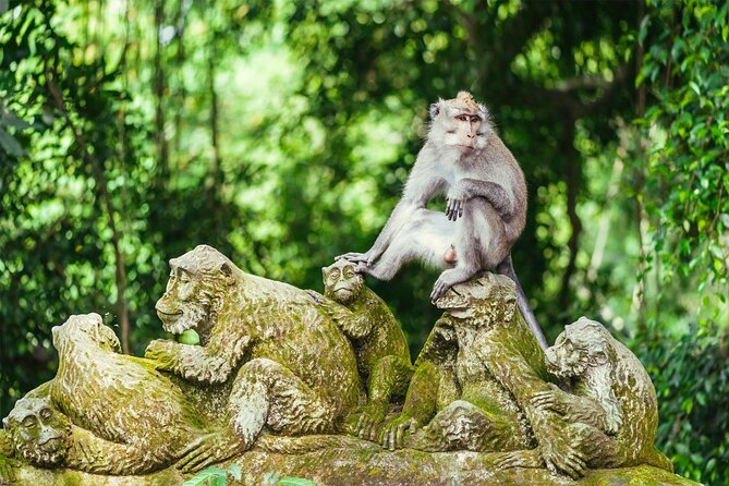 Bali Private Tour - Best of Ubud - All Inclusive - The Monkey Forest begins the day with a jolt