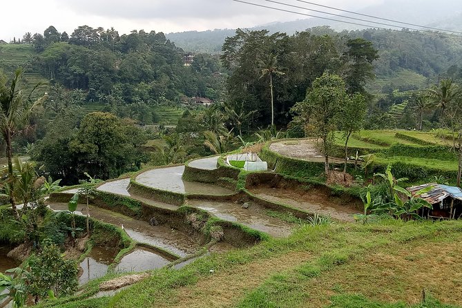 Bali Private Tour Guide And Driver - What this Bali private tour really offers
