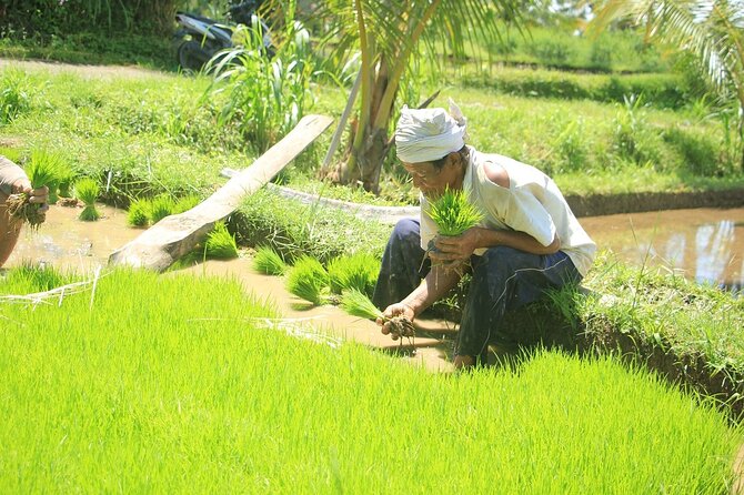 Bali Quad and Buggy Explorer Tour - The one-hour route through Bali’s countryside