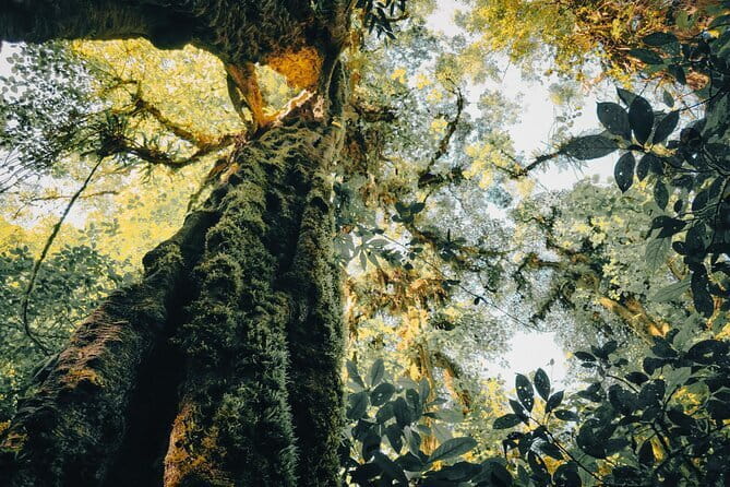 Bali Rainforest Hiking With Canoeing And Waterfall Adventure - Walking Through Tamblingan’s Forest