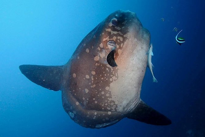 Bali Scuba Diving at Nusa Penida Manta Point For Certified Diver - Manta Point: the main reason to book