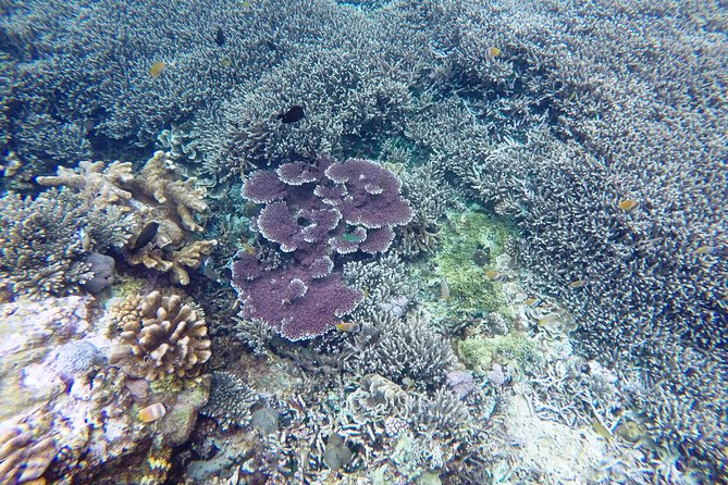 Bali Scuba Diving at Nusa Penida Manta Point For Certified Diver - Crystal Bay and the reality of moving water