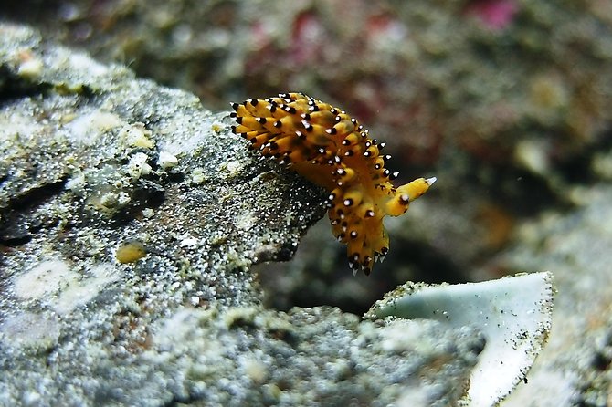 Bali Scuba Diving trip at Tulamben for Certified Diver - The second guided session at 1:00 p.m.