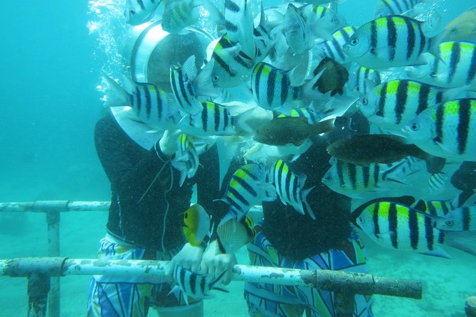 Bali Sea Walking Experience - Fish feeding and the underwater route