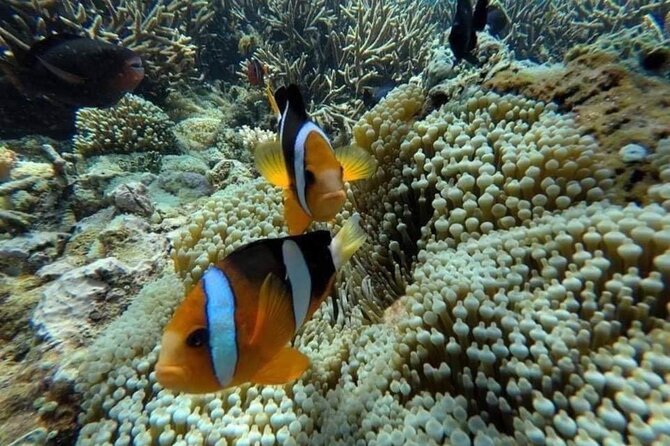 Bali Snorkeling 2 Spot at Blue Lagoon with Lunch & Transport - Lunch after the water