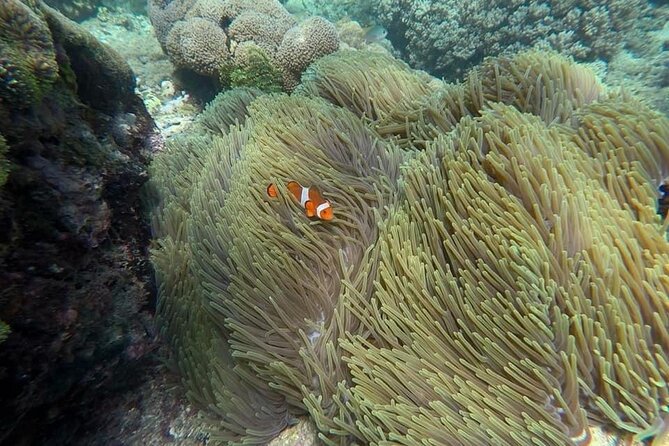 Bali Snorkeling 2 Spot at Blue Lagoon with Lunch & Transport - Weather and cancellation rules