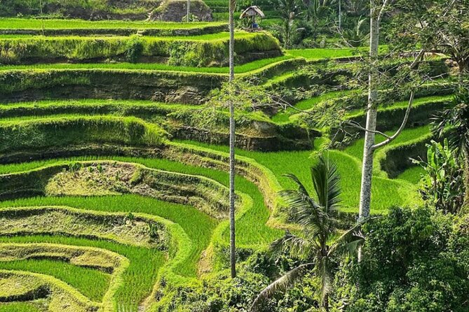 Bali Swing, Monkey Forest and Waterfall Private Tour - The guides can shape the whole day