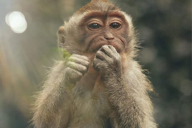 Bali Swing, Monkey Forest and Waterfall Private Tour - Starting high at Real Bali Swing