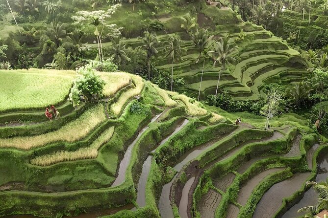 Bali Tour : Best Attractions in Ubud with Rice Terrace - Why this Ubud day works for first-time visitors