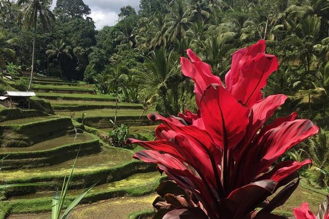Balinese Life Style Tour - Gunung Kawi Sebatu and the meaning of spring water