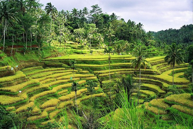 Beauty Of West Bali Tour (Private and All Inclusive) - Luhur Batukaru, the quietest temple stop