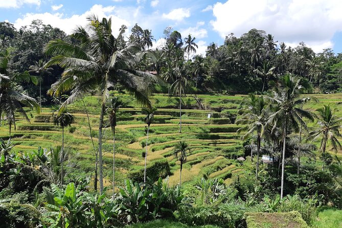 Best Bali Ubud Full Day All-Inclusive Private Tour - Sacred Monkey Forest: nature with a side of caution