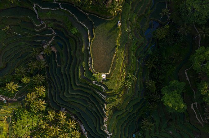 Best Day Tour - #1 Ubud Top Attraction - Tegenungan Waterfall Before the Return Drive