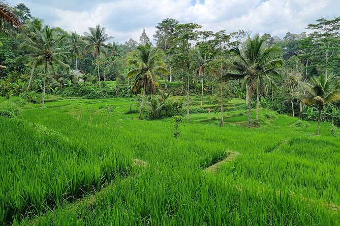 Best Lombok Rice Terrace Walking Tour With Waterfall & Monkey - A full day across Lombok’s green interior
